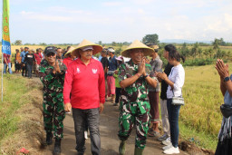 Kodim Tabanan Bersama Danrem 163/Wira Satya Sukseskan Panen Raya Padi di Selemadeg Timur 