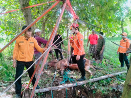 Sapi Milik Warga Desa Gulbung Berhasil Dievakuasi dari Dalam Sumur oleh Tim Gabungan