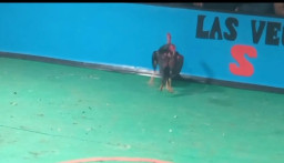 Praktik Judi Sabung Ayam dan Dadu di Desa Ketting Jember Disorot, Warga Minta Penertiban