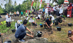 Sinergi Kodim 1617/Jembrana dan Pemkab Jembrana Hijaukan Pesisir Melaya Melalui Penanaman 500 Mangrove