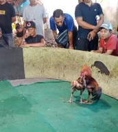 Diduga Ada Penanggung Jawab Bernama “Kenthung”, Aktivitas Sabung Ayam di Joho Gedangan Sidoarjo Jadi Sorotan