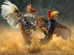 Dugaan Sabung Ayam dan Judi Dadu Berkedok Dana Bersih Desa di Ngroto Pujon, Warga Pertanyakan Legalitas
