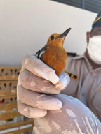 Barantin Gagalkan Penyelundupan 493 Ekor Burung di Pelabuhan Ketapang, Banyuwangi