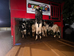 Karantina Jatim Amankan 50 Kambing Ilegal di Pelabuhan Ketapang