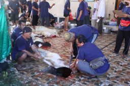 Hangatnya Kebersamaan Warnai Perayaan Idul Adha 1447 H di Mapolda Bali