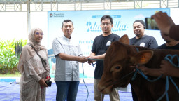Semangat Berbagi Iduladha 1447 H, PLN UIP JBTB Salurkan Belasan Hewan Kurban untuk Masyarakat