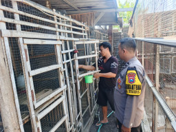 Ketahanan Pangan, Polsek Rungkut Dukung Peternak Ayam Petelur, Perkuat Kemandirian Pangan Warga Surabaya