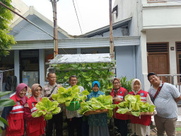 Kapolsek Genteng Bersama Warga Petik Hasil Budidaya Pokcay di Kampung Hidroponik