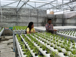 Bhabinkamtibmas Kedurus Dampingi Petani Hidroponik, Panen Kangkung Bantu Tingkatkan Ekonomi Warga