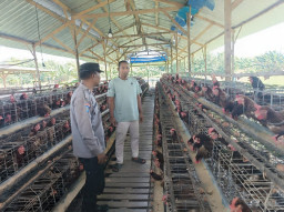 Bhabinkamtibmas Polsek Rembang Laksanakan Pemantauan Peternakan Ayam Petelur Dukung Ketahanan Pangan Nasional