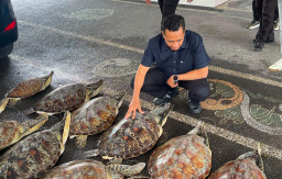 Ditpolairud Polda Bali Gagalkan Penyelundupan 21 Ekor Penyu Hijau di Buleleng