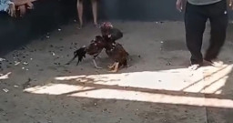 Aktivitas Diduga Judi Sabung Ayam di Wiroborang Jadi Sorotan Warga