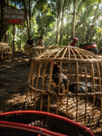 Warga Desak APH Tindak Tegas Dugaan Judi Sabung Ayam di Desa Lojejer, Wuluhan