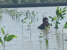 PLN UIP JBTB dalam Peringatan Hari Bumi, PLN UIP JBTB Hijaukan Pesisir Gresik Lewat Penanaman 20.000 Bibit Mangrove