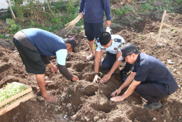Dari Brandgang Menuju Ketahanan Pangan, Lapas Kelas I Madiun Tanam Tomat sebagai Wujud Pembinaan Produktif