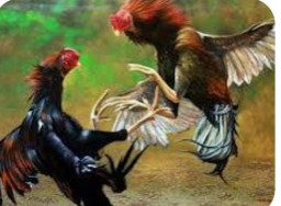 Diduga Judi Sabung Ayam dan Dadu di Junrejo Kota Batu Beroperasi Setiap Hari, Ramai Saat Hari Minggu
