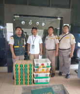 Disembunyikan di Truk dari Balikpapan, 69 Burung Tanpa Dokumen Diamankan Karantina Jatim