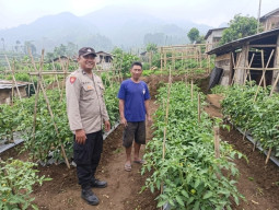 Bhabinkamtibmas Polsek Nongkojajar Dampingi Warga Pantau Tanaman Tomat Dukung Program Ketahanan Pangan Nasional
