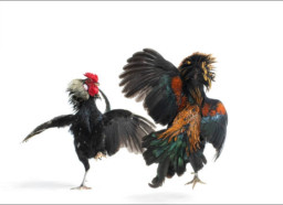 Dugaan Praktik Judi Sabung Ayam dan Cap Jeki di Desa Srigading Disorot, Aparat Diminta Bertindak Tegas