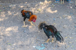 Dugaan Arena Sabung Ayam dan Perjudian di Asrikaton Malang Jadi Sorotan Publik
