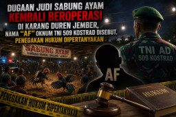 Dugaan Judi Sabung Ayam Kembali Beroperasi di Karang Duren Jember, Nama Oknum TNI 509 Kostrad Disebut,