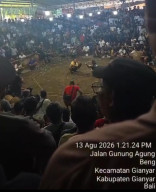 Arena Tajen Diduga Marak di Gianyar, Jarak Hanya 1,2 Km dari Polsek dan 1,5 Km dari Polres, Polda Bali Didesak Bertindak
