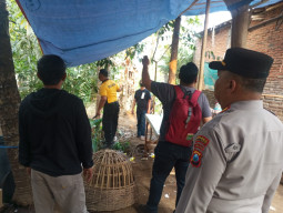 Aduan Masyarakat, Dugaan Arena Sabung Ayam di Desa Wadung Ditertibkan APH