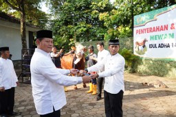Panglima TNI Berkurban Sapi Seberat 1,44 Ton di Halaman Gedung Gada Marinir Cilandak Jakarta Selatan