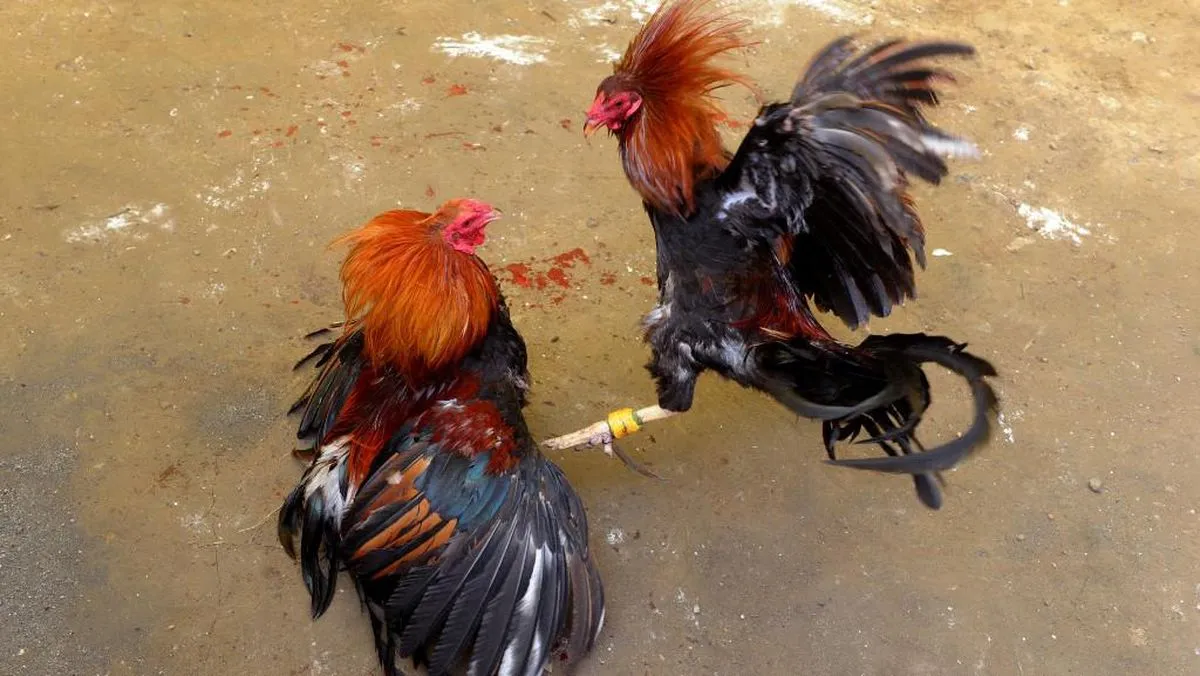 303 di Desa Singkal Anyar Kecamatan Prambon Rame Pengunjung,Lepas Dari Pantauan Petugas