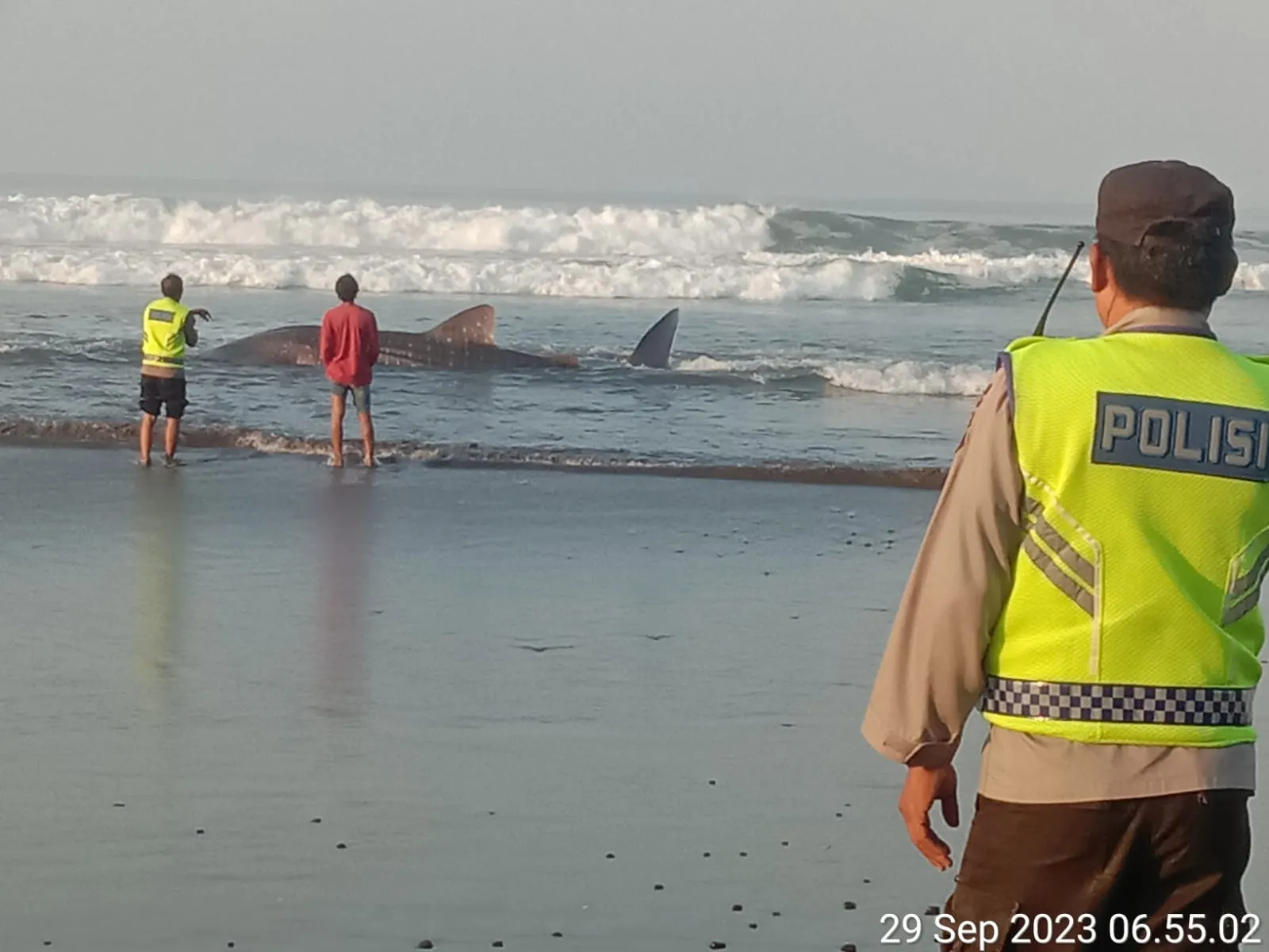 Penemuan Ikan Hiu Paus di Pesisir Pantai Banjar Yeh Kuning, Desa Pekutatan Menjadi Perhatian Masyarakat