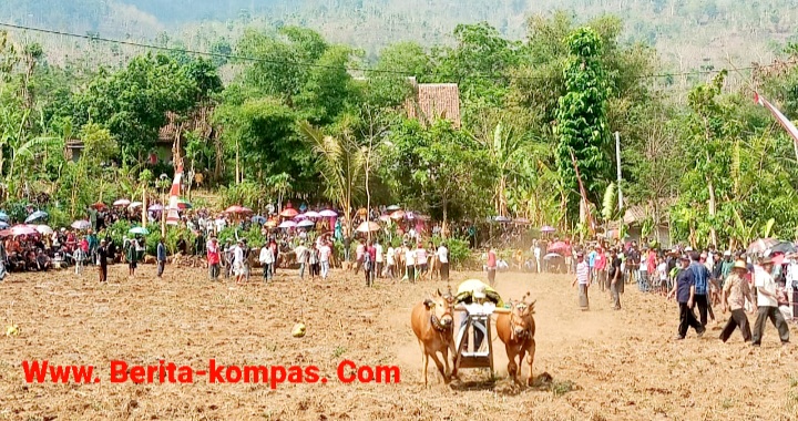 Warga Desa Klabang Lestarikan Tradisi Kerapan Sapi, Ritual Sakral Dalam Menyambut Musim Hujan