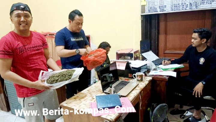 Ganja 1 Kg Siap Edar di Bondowoso Digagalkan, Satu Pelaku Asal Badean Diringkus
