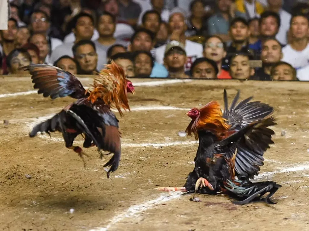 Warga Desa Kendal Rejo Kabupaten Trenggalek, Resah Adanya Judi Sabung Ayam dan Dadu; Kemana Pak Polisi Penegak Hukum