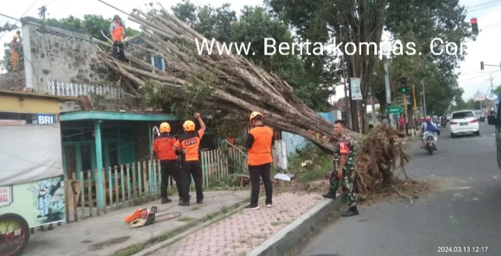 Anggota Koramil 0822/01 Bondowoso Gerak Cepat Evakuasi Pohon Tumbang Yang Menimpa Rumah Warga