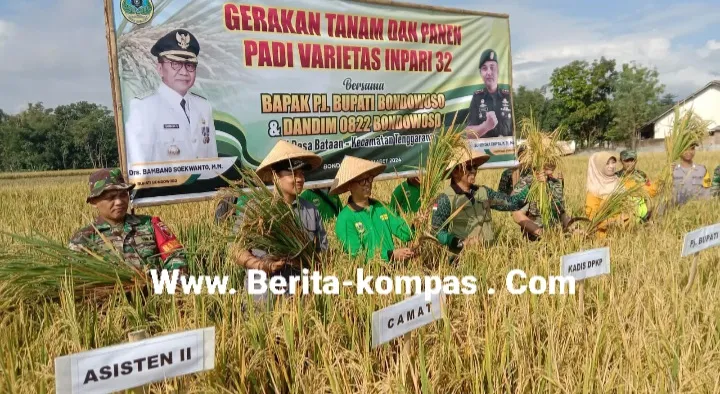Dukung Ketahanan Pangan, Babinsa Koramil 01 Bondowoso Laksanakan Giat Gerak Tanam Dan Panen padi Varietas infari 32 di Desa Bataan