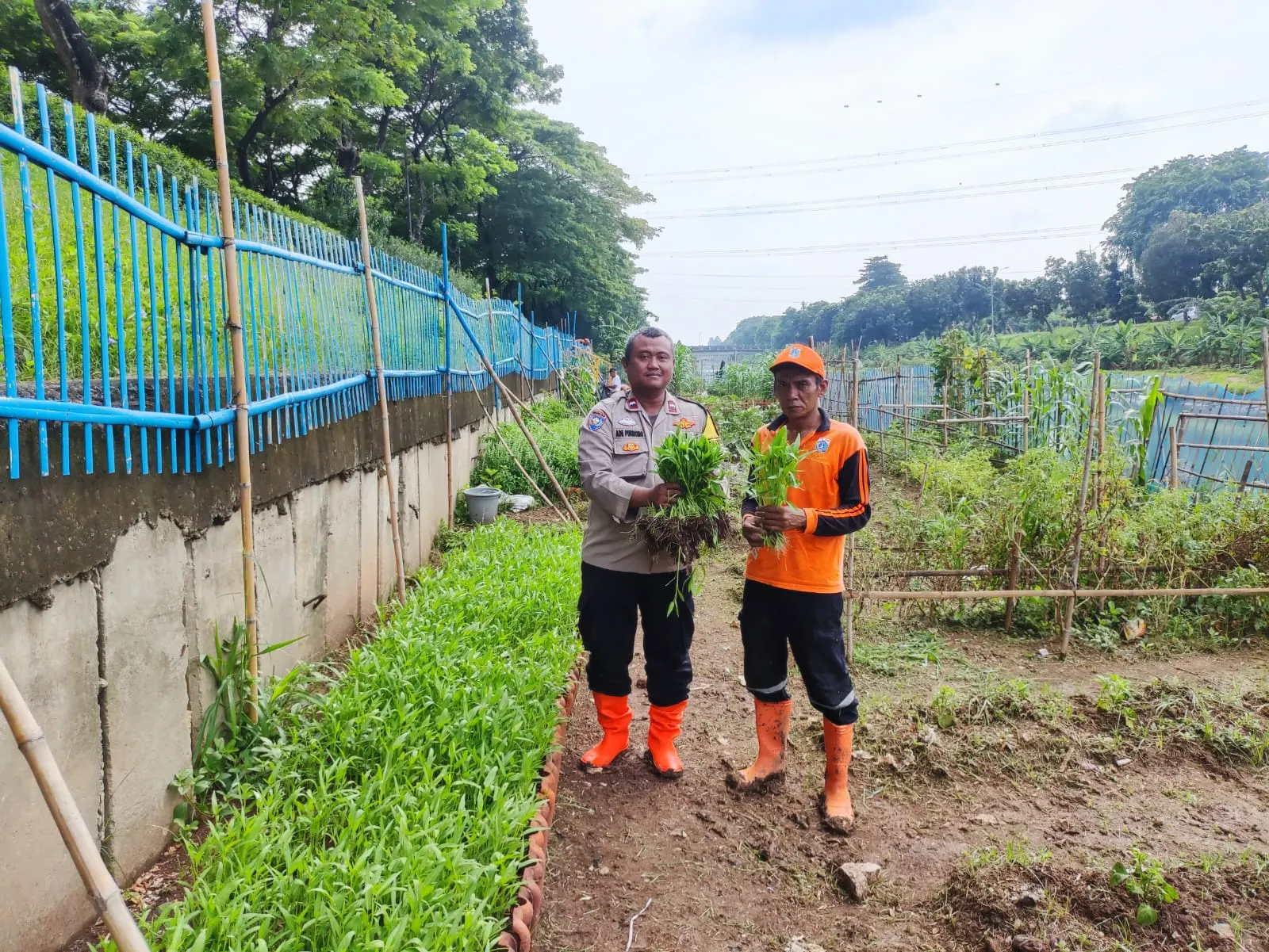 Bhabinkamtibmas Pondok Bambu Cek Perkembangan Tanaman Kangkung Di Pekarangan Pangan Bergizi.