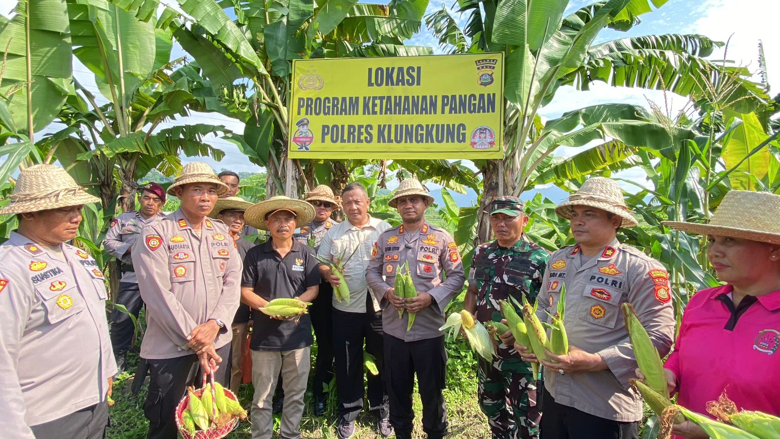 Kapolres Klungkung Bersama Dengan PJU Panen Raya Jagung Manis di Lahan Milik Polres Klungkung