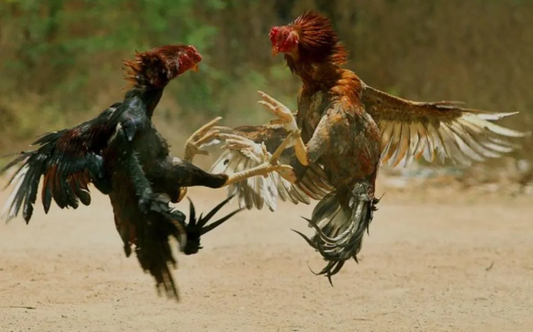 Meraja Rela Perjudian Sabung Ayam, Mampukah Kapolres Bangkalan Berikan Tindakan Tegas Bagi Anggotanya Yang Nakal