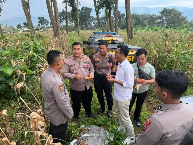 Dukung Ketahanan Pangan Sejumlah Pejabat Polres Pasuruan Cek Kualitas Jagung Siap Panen