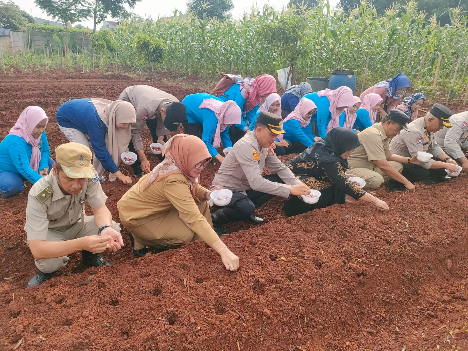 Dukung Ketahanan Pangan, Kapolsek Cipayung dan Muspika Tanam Bibit Bawang Merah Serentak.