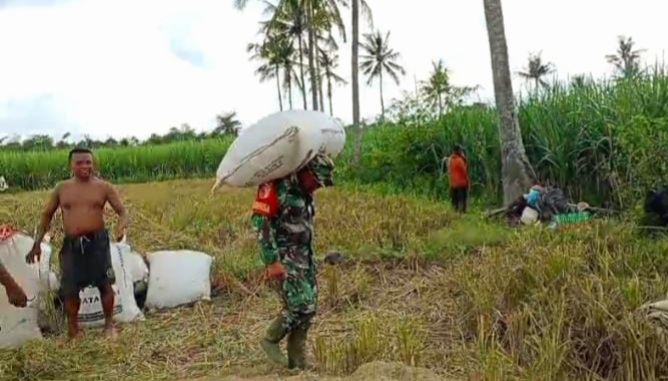 Jaga Ketersediaan Pangan Nasional, Babinsa 03 Tegalampel Kawal Bulog Serap Gabah Petani