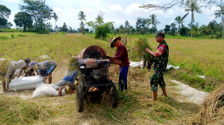 Dukung Swasembada Pangan Nasional, Babinsa Kodim 0822/03 Tegalampel Kawal Bulog Serap Gabah di Desa Klabang