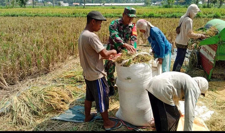 Peran Aktif TNI Dukung Swasembada Pangan, Babinsa Kodim 0822/01 Bondowoso Kawal Bulog Serap Gabah di Dabasah