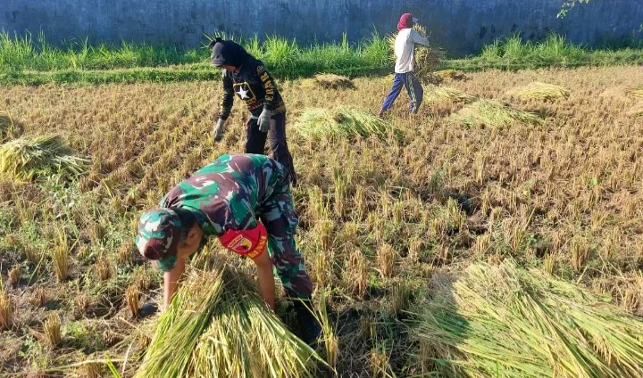 Dampingi Hanpangan, Babinsa 0822/01 Bondowoso Kawal Bulog Serap Gabah Petani di Desa Sukowiryo