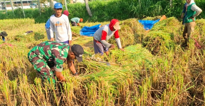 Antusias Petani di Desa Sumbersari Sambut Kehadiran Babinsa 07 Maesan Saat Serap Gabah Bersama Bulog