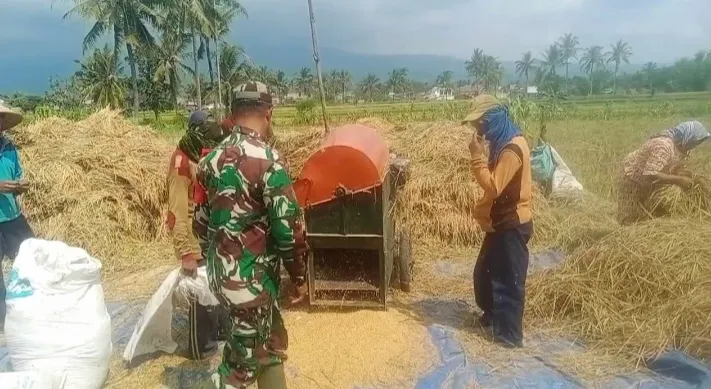 Pastikan Lancar dan Stabil Babinsa Kodim 0822/01 Bondowoso Serap Gabah di Kelurahan Nangkaan