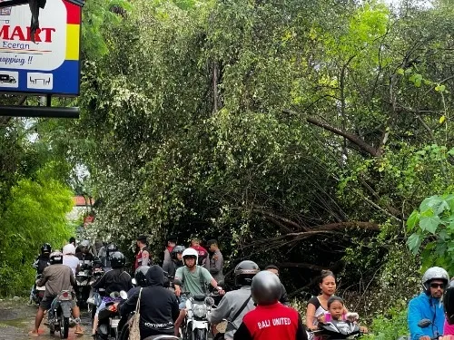 Personel Polsek Nusa Penida Evakuasi Pohon Tumbang di Jalan Raya Biaung