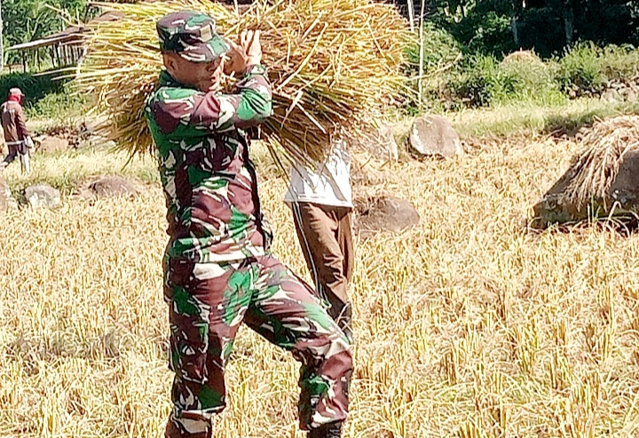 Babinsa Kabuaran Aktif Dampingi Bulog Serap Gabah Petani Guna Dukung Swasembada Pangan Nasional