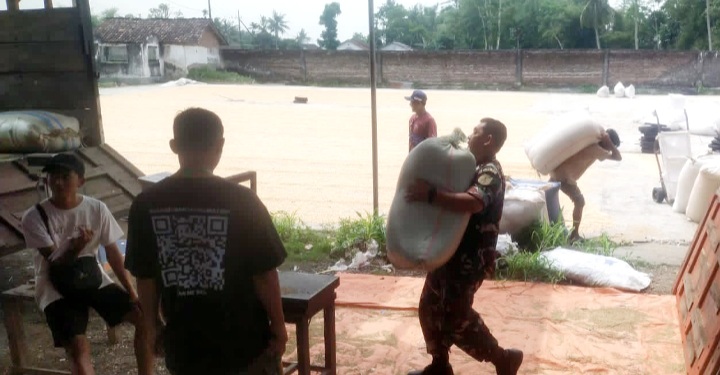 Babinsa Curahpoh Turun Langsung Membantu Petani Panen Padi Seluas 1 Hektar di Wilayah Binaan