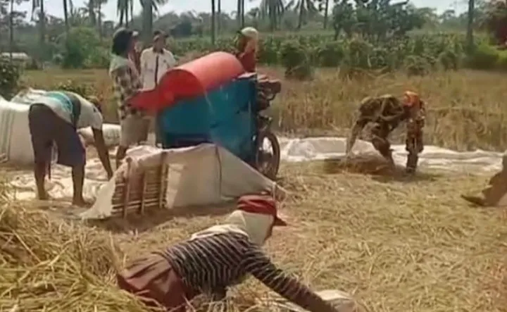 Babinsa Botolinggo Terjun Langsung Bantu Petani Serap Gabah Bersama Bulog Sebanyak 5 Ton